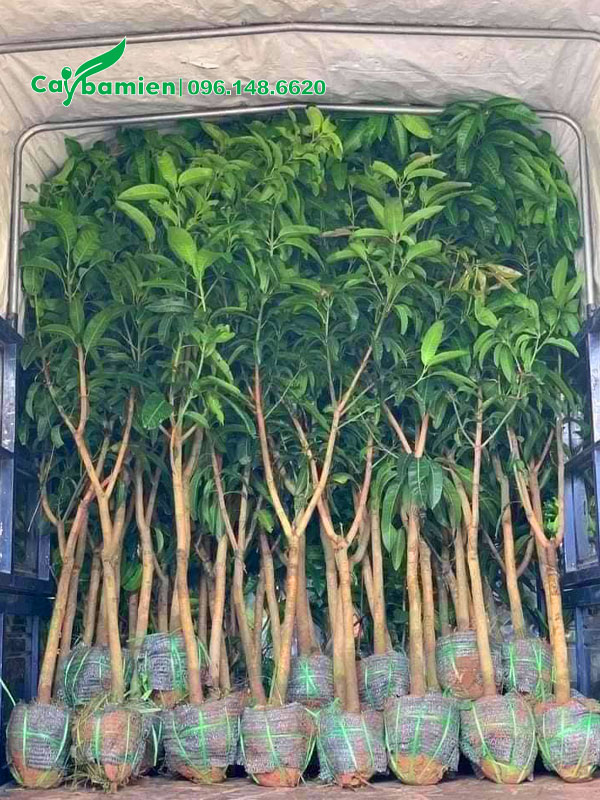 Xếp hàng trăm cây xoài giống cao hơn 1m lên xe tải