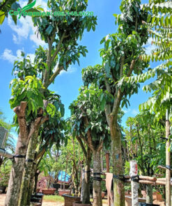 Những hàng xoài dưỡng bầu đường kính gốc 15 - 18cm