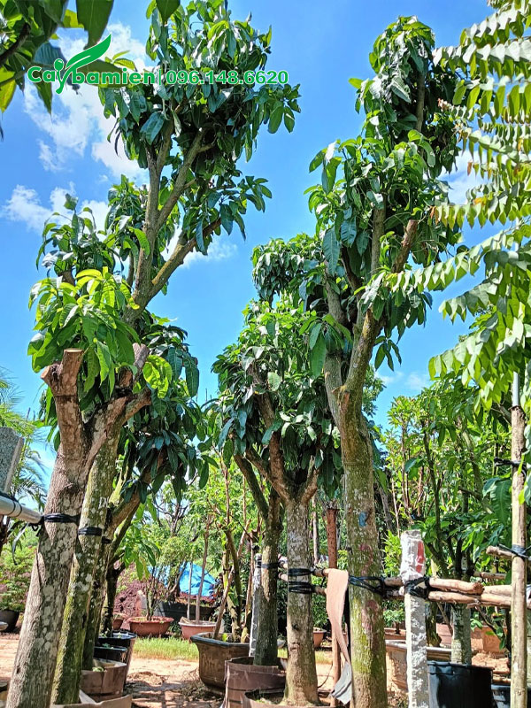 Những hàng xoài dưỡng bầu đường kính gốc 15 - 18cm