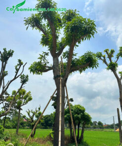 Cây Xoài cổ thụ đã tỉa tay cành, đường kính gốc khoảng 25cm