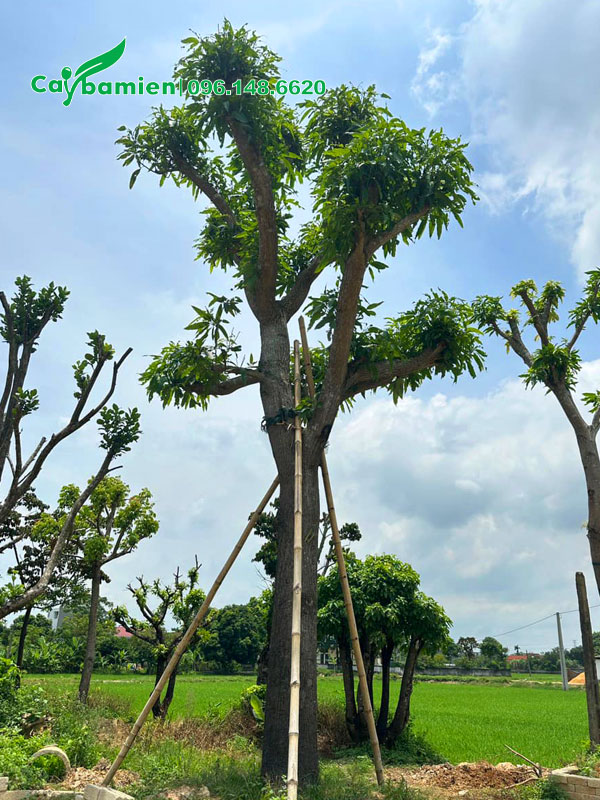 Cây Xoài cổ thụ đã tỉa tay cành, đường kính gốc khoảng 25cm