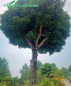 Cây dâm ủ lâu năm, tán tròn đẹp