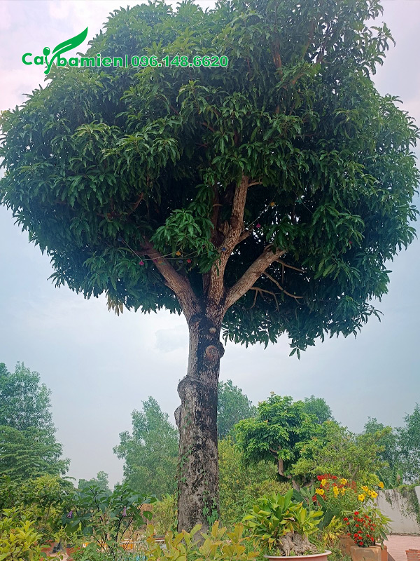 Cây dâm ủ lâu năm, tán tròn đẹp