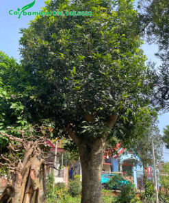 Cây xoài cổ thụ đường kính gốc 35 - 40cm