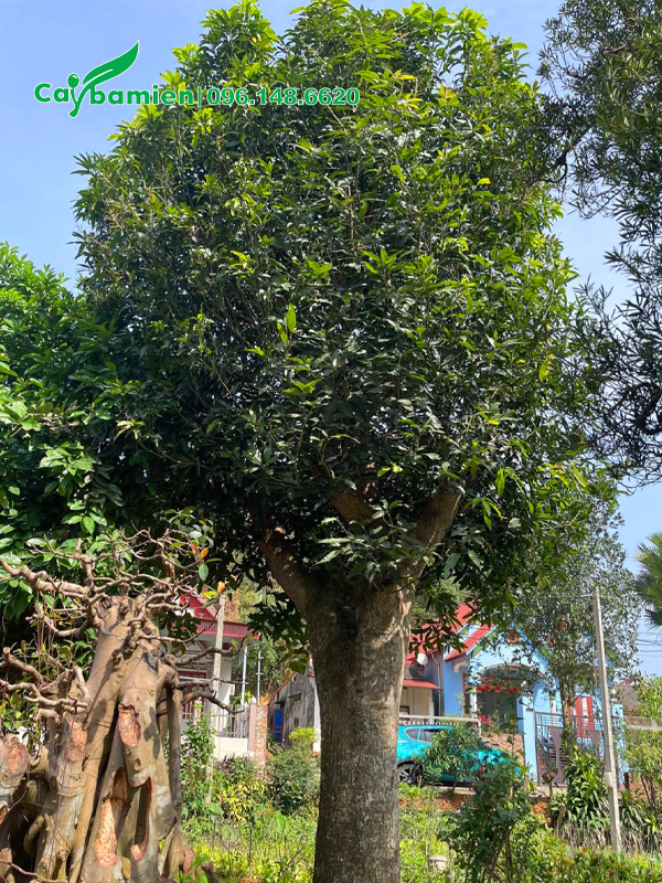 Cây xoài cổ thụ đường kính gốc 35 - 40cm