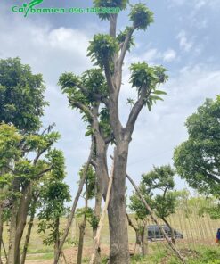 Vườn Xoài cổ thụ mới giâm ủ, cánh đốn bắt đầy ra lộc non