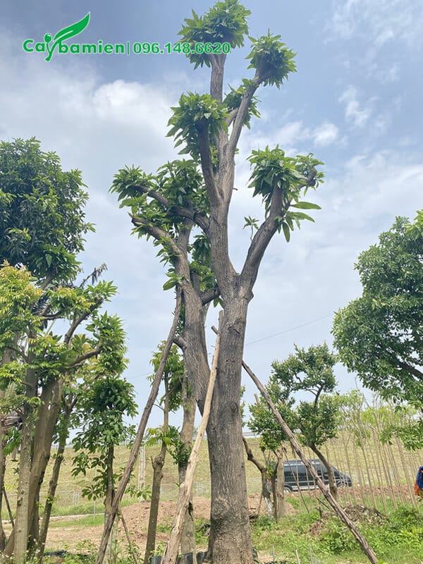 Vườn Xoài cổ thụ mới giâm ủ, cánh đốn bắt đầy ra lộc non