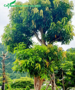 Cây Xoài công trình cao 5, đường kính gốc 20cm