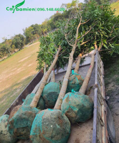 Xoài đánh thẳng đường kính gốc khoảng 8 - 10cm