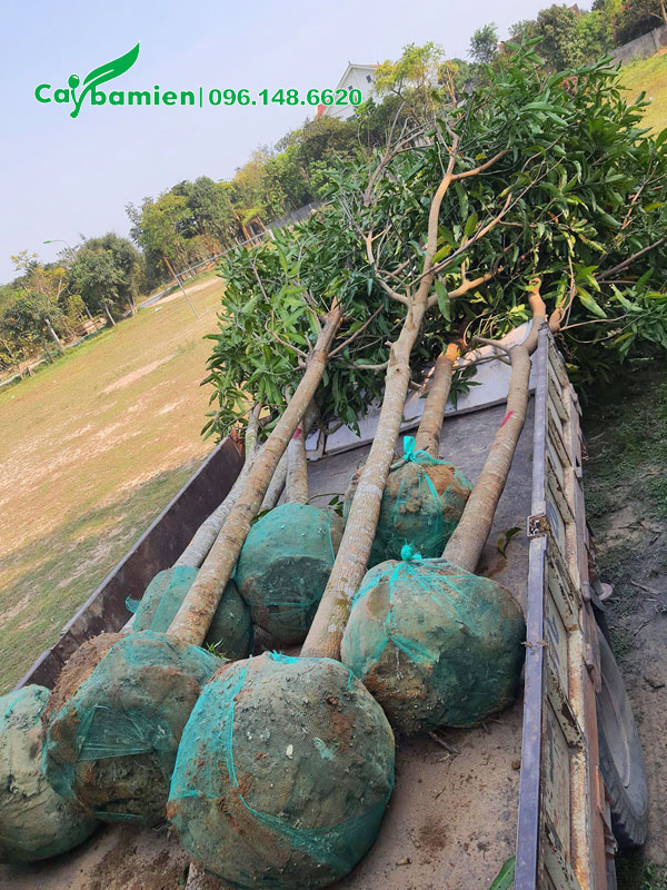 Xoài đánh thẳng đường kính gốc khoảng 8 - 10cm