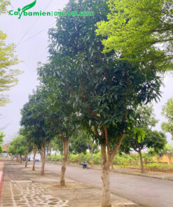 Hàng cây xoài trồng trên vỉa hè đường phố