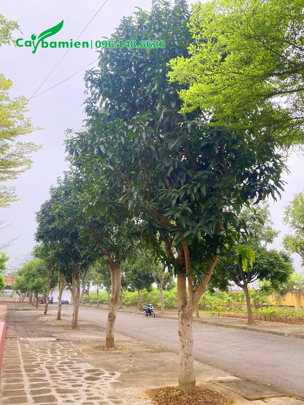 Hàng cây xoài trồng trên vỉa hè đường phố