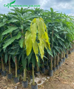 Xoài giống nguyên bầu cao khoảng 70 - 80cm