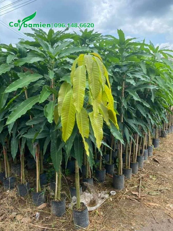 Xoài giống nguyên bầu cao khoảng 70 - 80cm