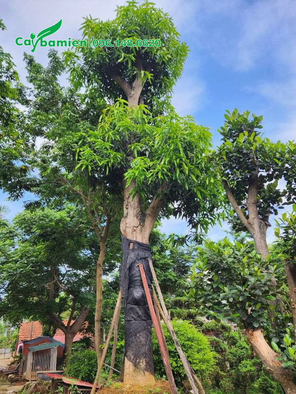 Dâm ủ cây xoài cổ thụ trong bầu nổi có chống cọc chắc chắn