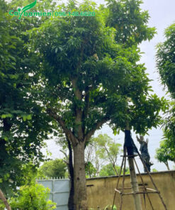 Cây dâm ủ nhiều năm, vanh gốc 140 - 150