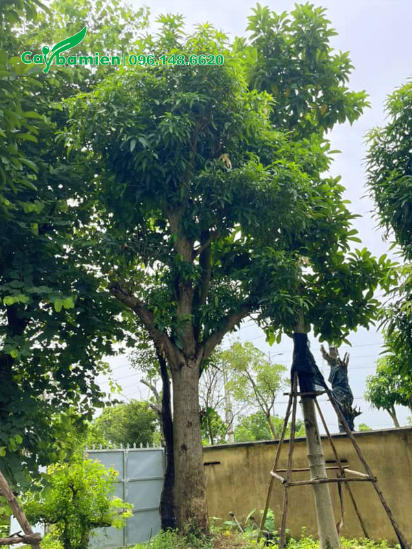 Cây dâm ủ nhiều năm, vanh gốc 140 - 150