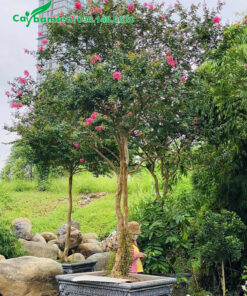 Chậu cây hoa Tường Vi màu hồng chiều cao 2m