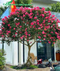 Cây Tường Vi hồng trồng trước nhà