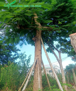 Cây Phượng Vĩ cổ thụ đã dâm ủ kỹ trong bầu nổi