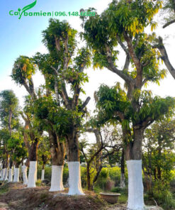 Dưỡng ủ số lượng lớn cây xoài cổ thụ vanh 120 - 150