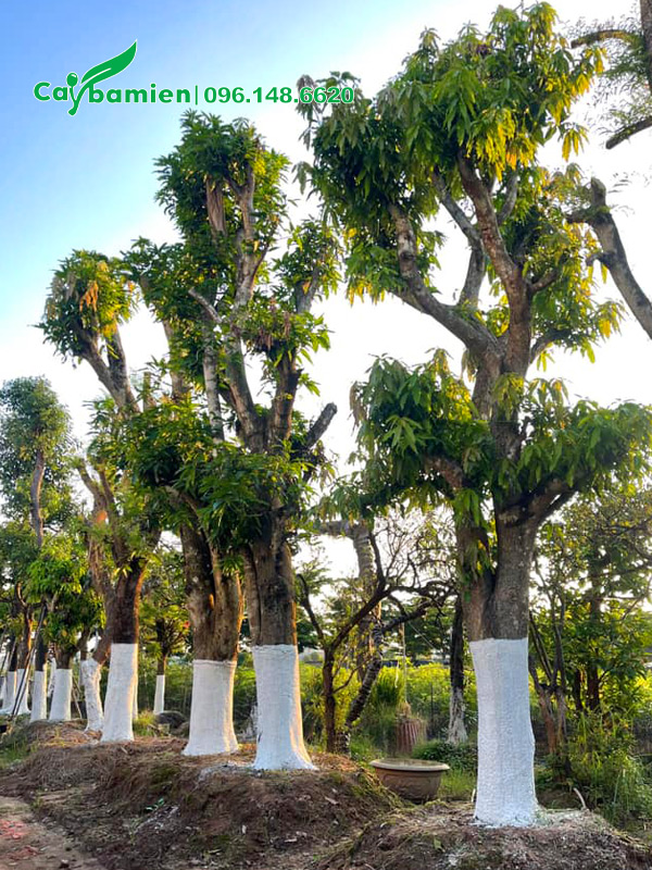 Dưỡng ủ số lượng lớn cây xoài cổ thụ vanh 120 - 150