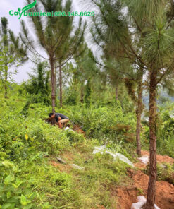 Đào đất, đánh bầu cây thông 5m