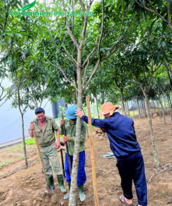 Bứng bầu cầy xoài công trình vanh gốc 30 - 40