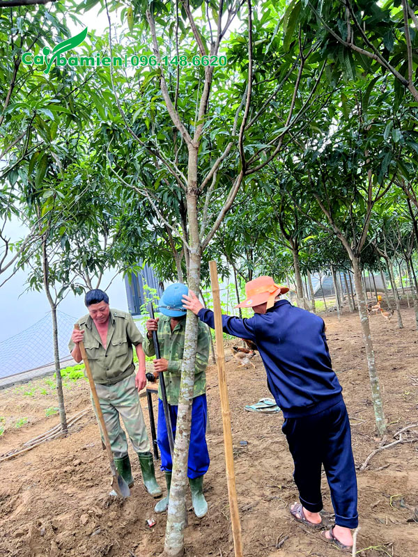 Bứng bầu cầy xoài công trình vanh gốc 30 - 40