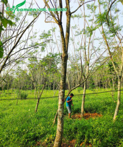 Đào đất bứng bầu cây phượng vĩ công trình vanh 50