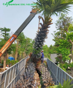 Máy cẩu đang hạ từ từ cây xuống thùng xe