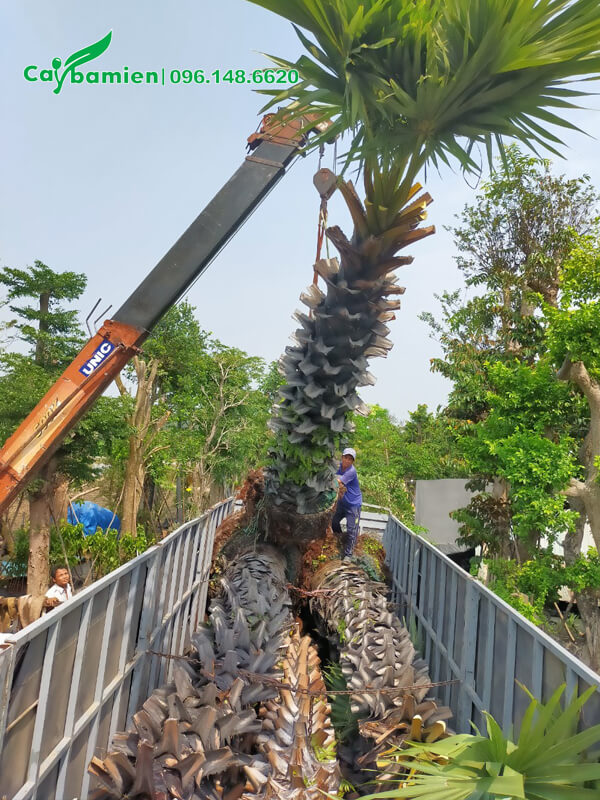 Máy cẩu đang hạ từ từ cây xuống thùng xe