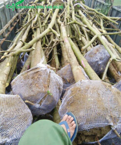 Bầu cây phượng đỏ được bọc bằng lưới tự tiêu thuận lợi vào việc trồng