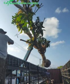 Đơn hàng xoài giâm ủ lâu năm trồng công trình đang được đưa lên xe tải