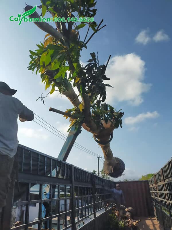 Đơn hàng xoài giâm ủ lâu năm trồng công trình đang được đưa lên xe tải