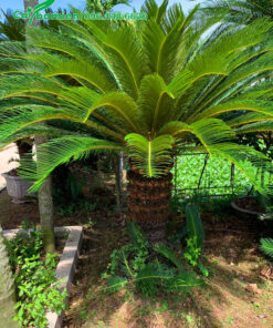 Chiêm ngưỡng cây Vạn Tuế đẹp trồng trước vườn nhà