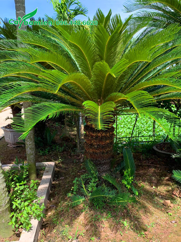 Chiêm ngưỡng cây Vạn Tuế đẹp trồng trước vườn nhà