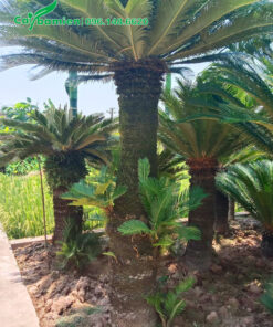 Cây Vạn Tuế 20 năm tuổi, lộ thân cao 1m5