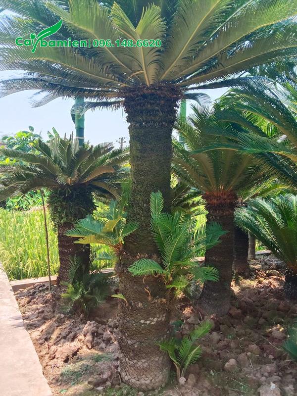 Cây Vạn Tuế 20 năm tuổi, lộ thân cao 1m5