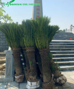 Trồng cây Vạn Tuế thân cao 1m tại khu nghĩa trang liệt sĩ