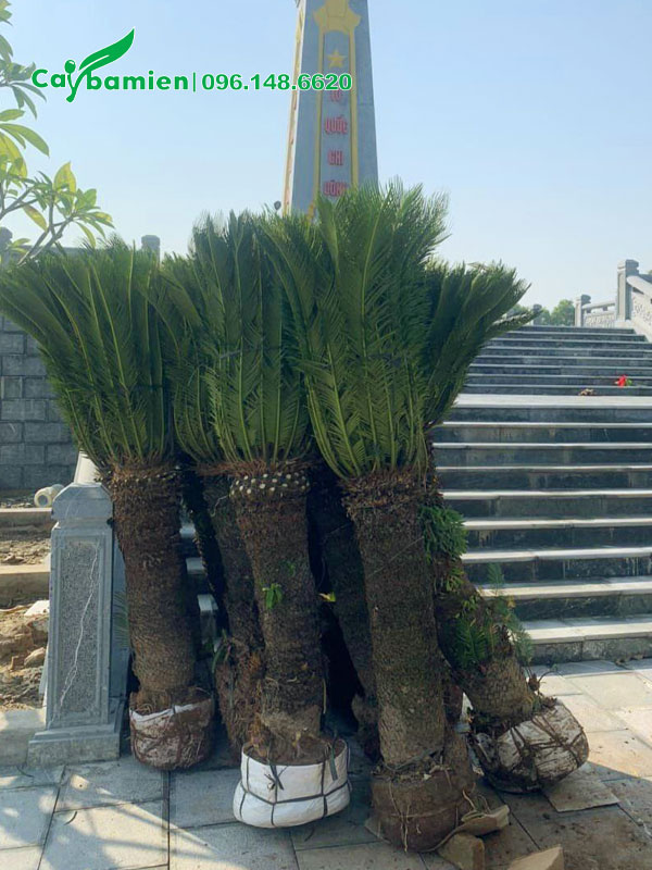 Trồng cây Vạn Tuế thân cao 1m tại khu nghĩa trang liệt sĩ