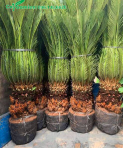 Những cây cảnh Vạn Tuế đẹp lộ thân 25 - 30cm