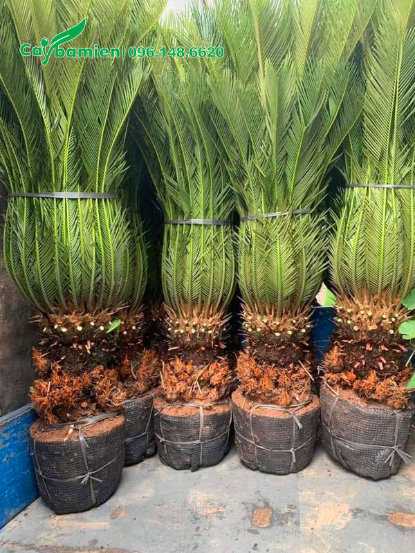 Những cây cảnh Vạn Tuế đẹp lộ thân 25 - 30cm