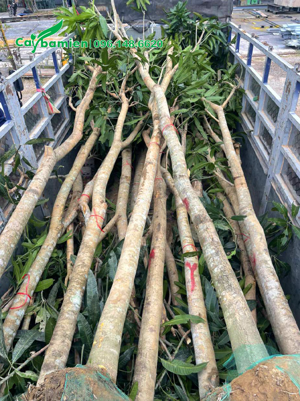 Cây xoài công trình đường kính gốc 15cm, cao 5 - 6m