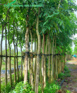 Cây Muồng Hoàng Yến tuyển chọn cao 4m, đường kính gốc 8 7 - 9cm