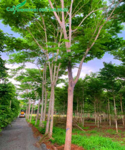 Cây cao 6m, đường kính gốc gần 20cm, hàng bứng thẳng