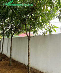 Xoài trưởng thành thoát thân gần 2m