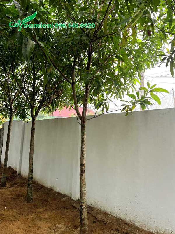 Xoài trưởng thành thoát thân gần 2m