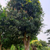 Cây xoài cổ thụ vanh 130, chiều cao khoảng 6m