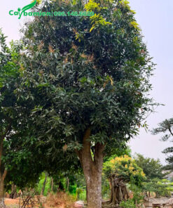 Cây xoài cổ thụ vanh 130, chiều cao khoảng 6m